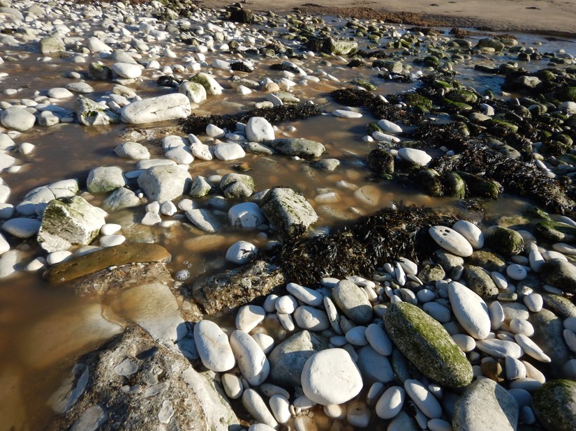 The remains of two possible fish hullies, the remains of the mortar of one can be seen in the foreground and the remains of the second is marked out by seaweed