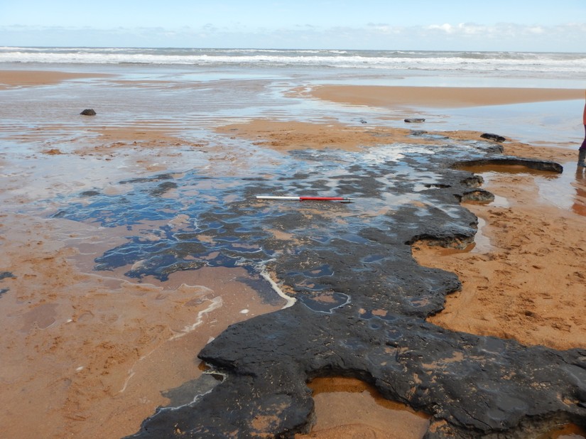 Peat shelf on Blyth foreshore