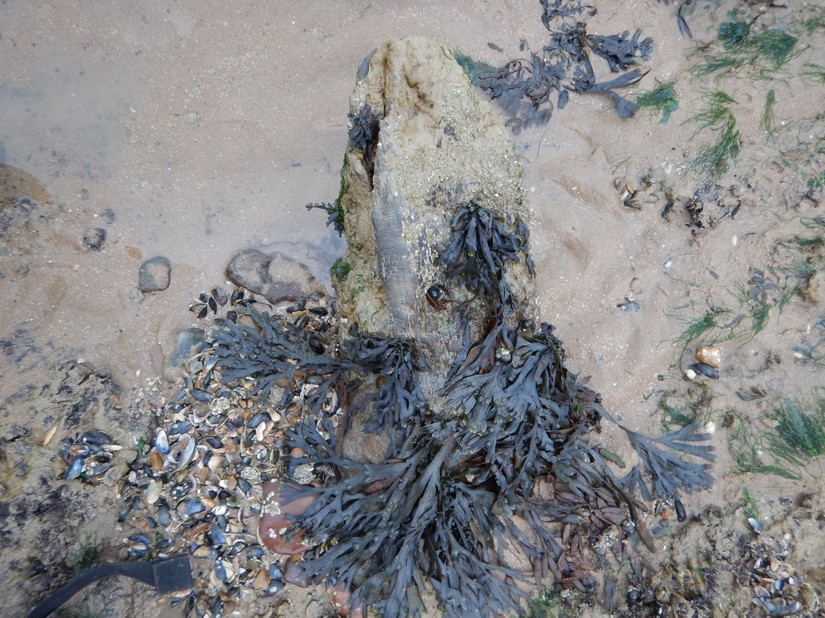 Tree stump at Pett Level