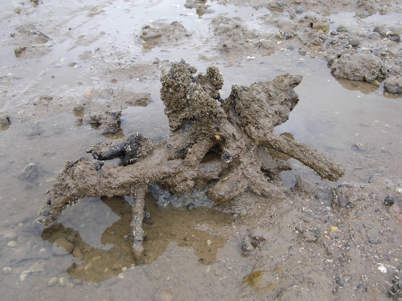 Tree stump on Cleethorpes foreshore