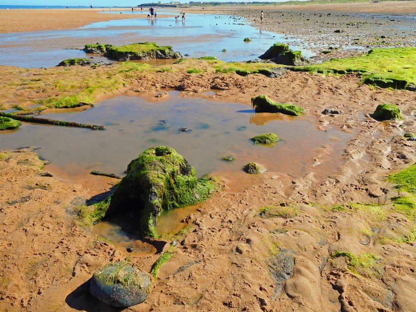 The remains of tree stumps