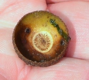 Prehistoric acorn cup from the peat shelf at Hightown