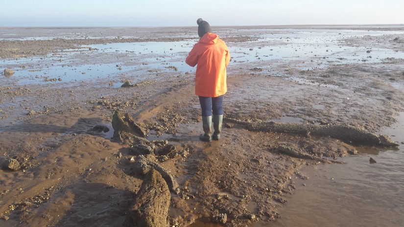 Eleri recording the prehistoric submerged forest at Cleethorpes