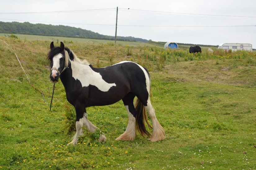 Horse and caravans, Lynemouth, 2018