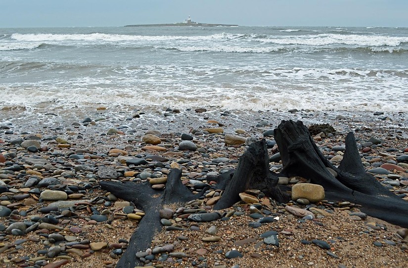 Prehistoric tree-stumps, Low Hauxley beach 