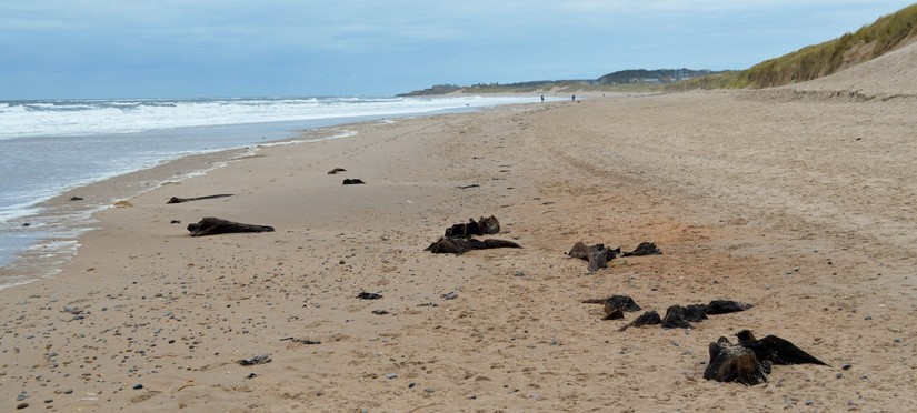 Prehistoric tree-stumps near Cresswell, Druridge Bay