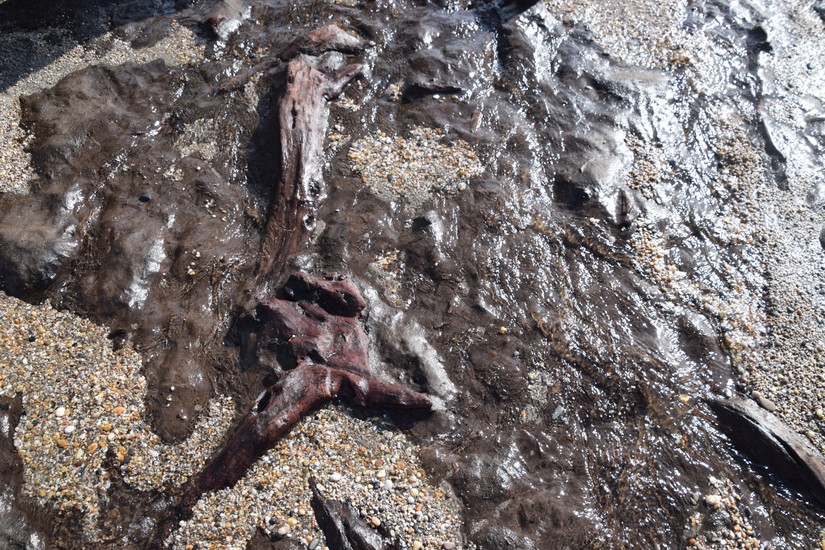 closeup of a preserved tree in its bedding of peat