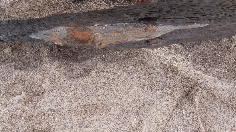 The concretion formed by an eroding iron spike on the underside of the timber